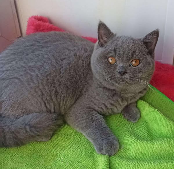 British Shorthair