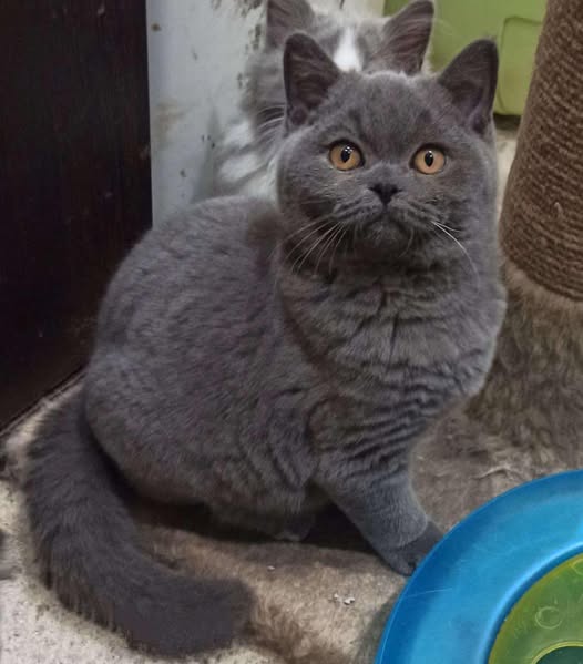 British Shorthair