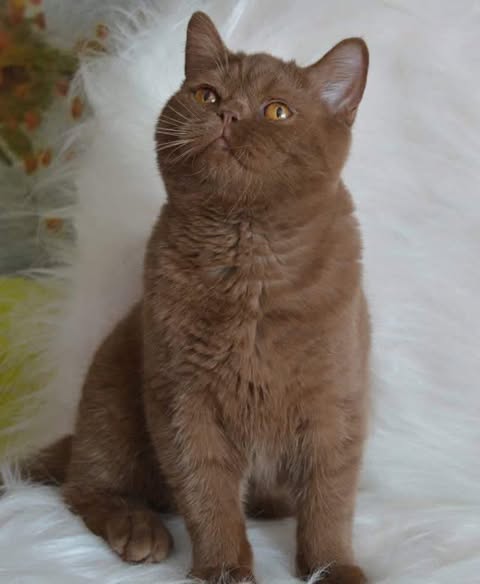 British Shorthair