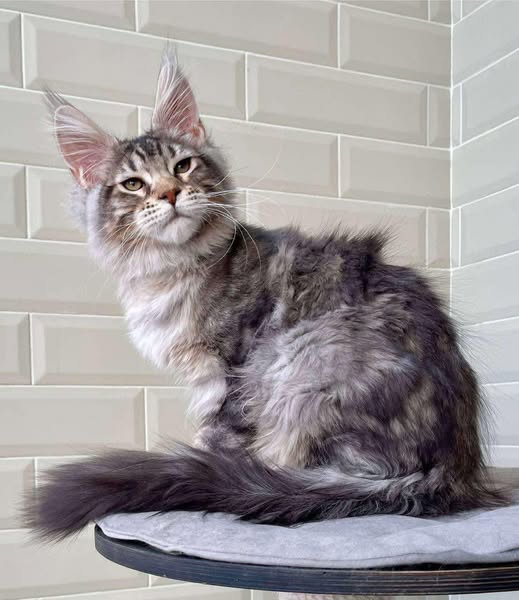 Maine Coon