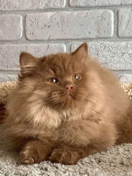 British Longhair