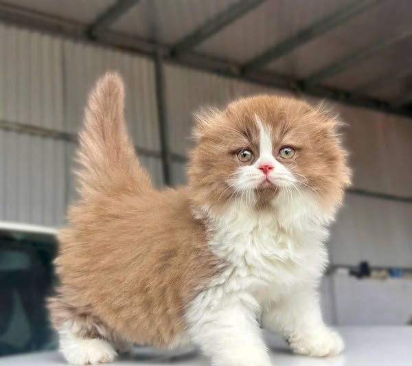 British Longhair