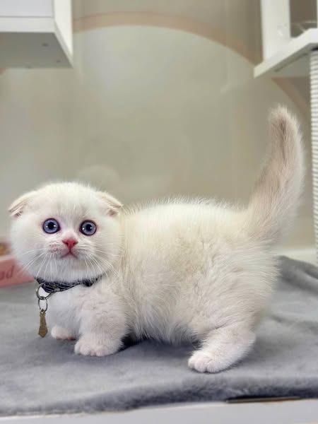 Munchkin Fold