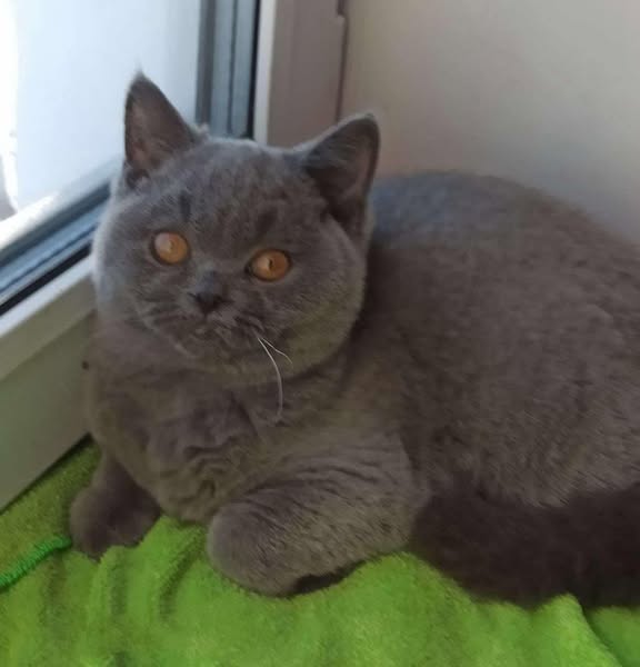 British Shorthair