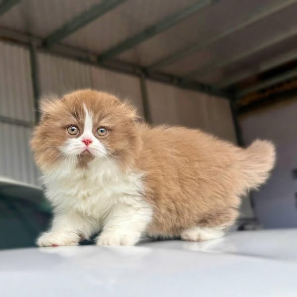 British Longhair