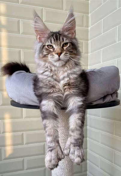 Maine Coon
