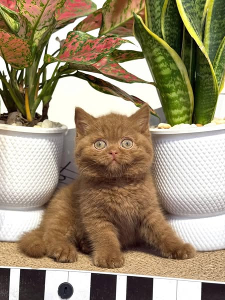 British Shorthair