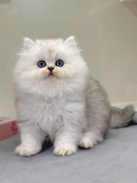 British Longhair
