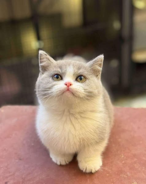 Munchkin