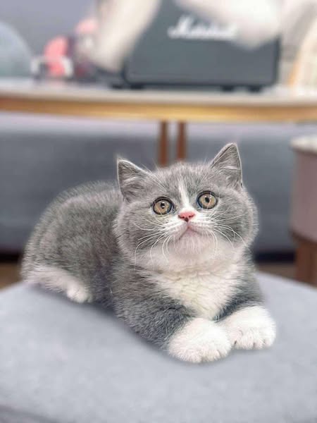 Munchkin