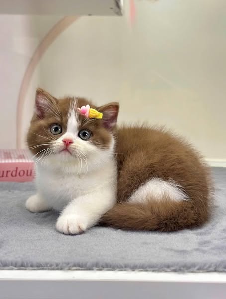 British Shorthair