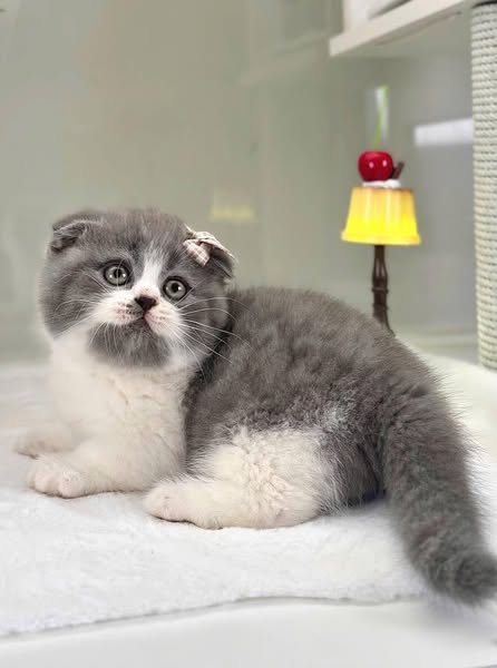 Munchkin Fold