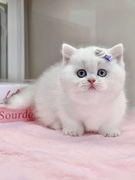Munchkin