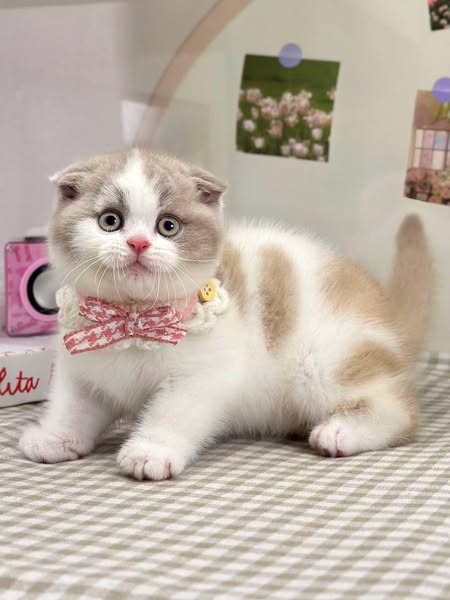 Scottish Fold