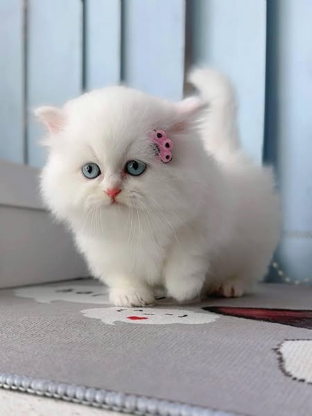 Munchkin Longhair