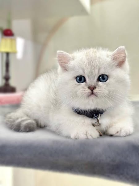 British Shorthair