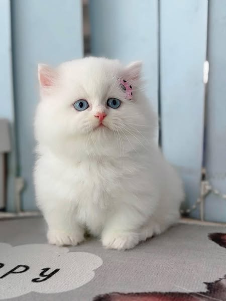 Munchkin Longhair