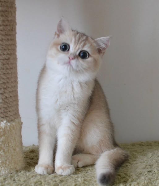 British Shorthair