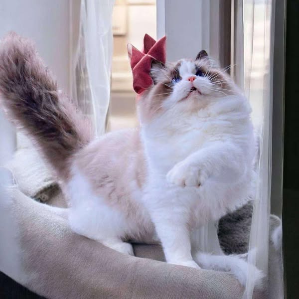 Ragdoll