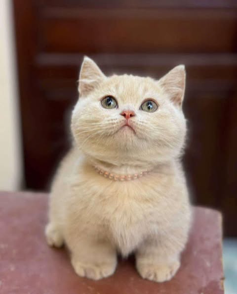 Munchkin
