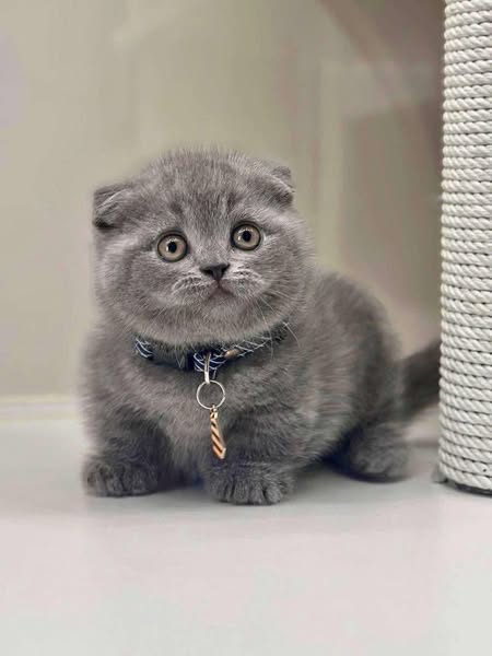 Munchkin Fold