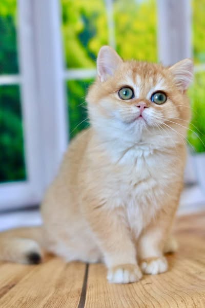 British Shorthair
