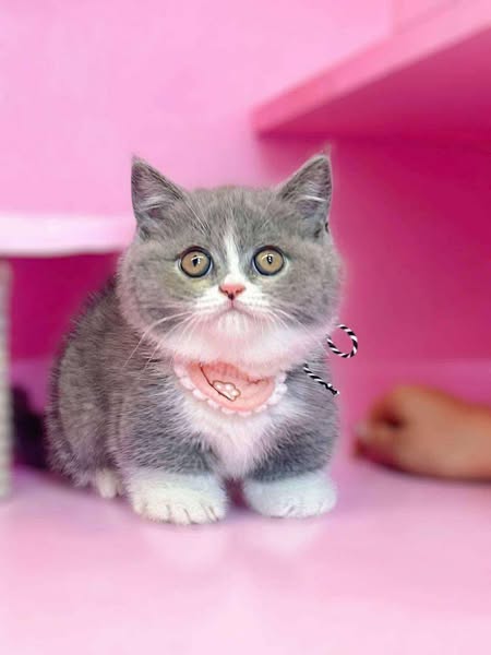 Munchkin
