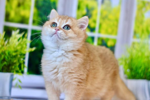 British Shorthair