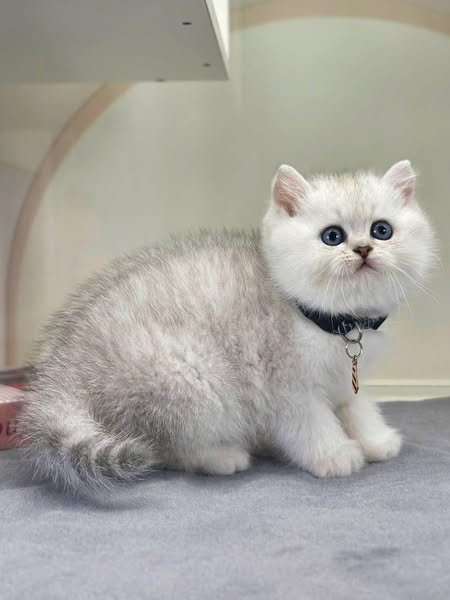 British Shorthair