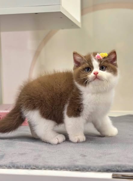 British Shorthair