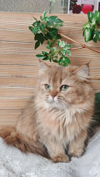 British Longhair
