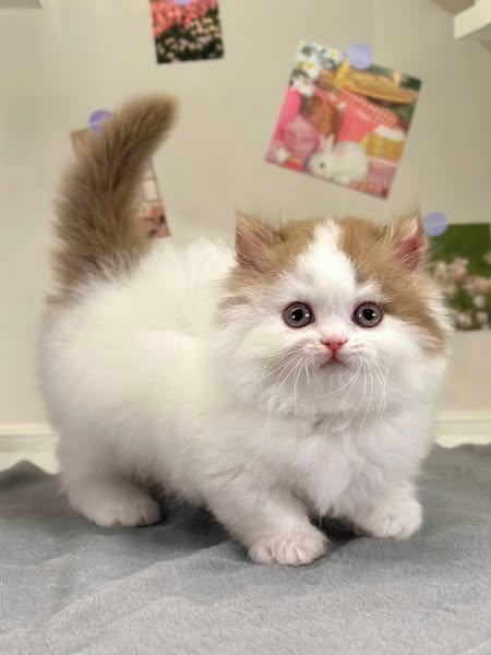 Munchkin Longhair