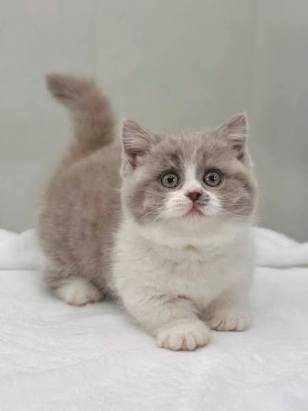 Munchkin