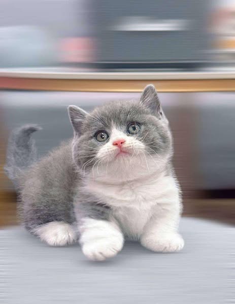 Munchkin
