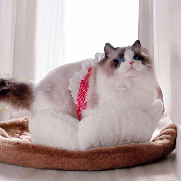 Ragdoll