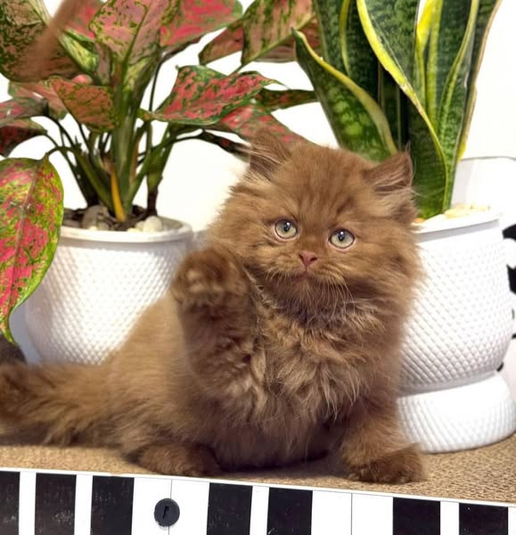 British Longhair