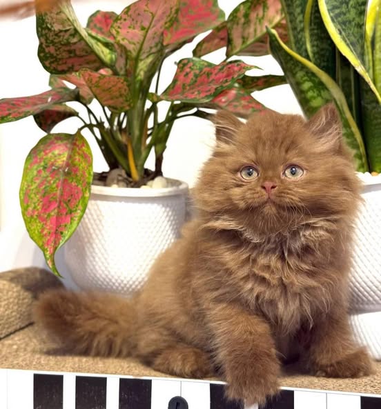 British Longhair