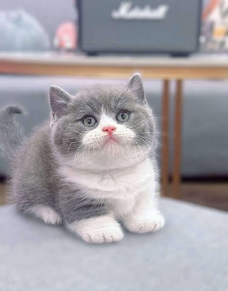 Munchkin