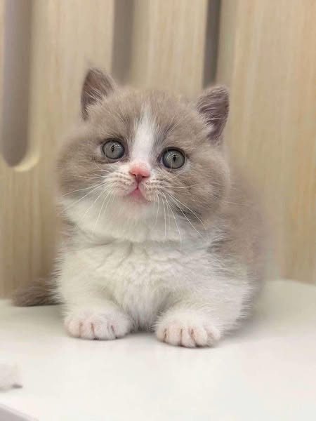 Munchkin
