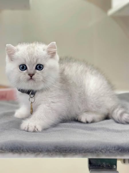 British Shorthair
