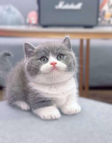Munchkin
