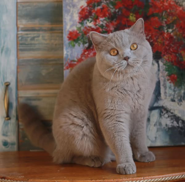 British Shorthair