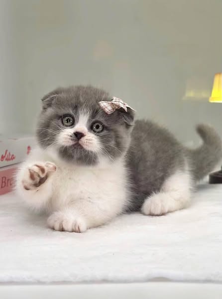 Munchkin Fold