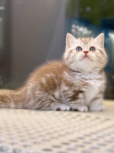Munchkin