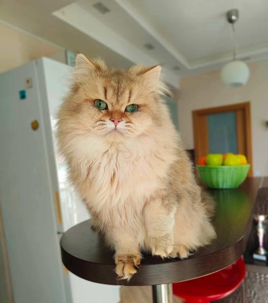 British Longhair