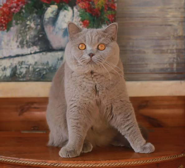British Shorthair
