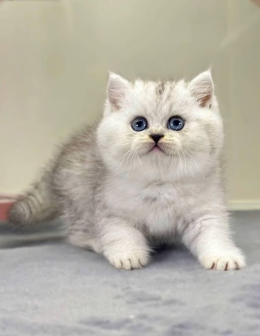 British Shorthair