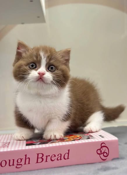 Munchkin