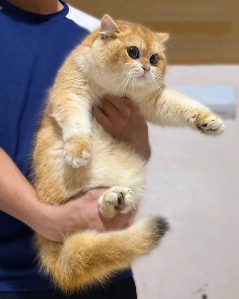 British Shorthair