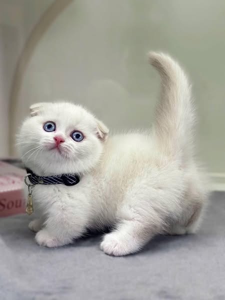 Munchkin Fold